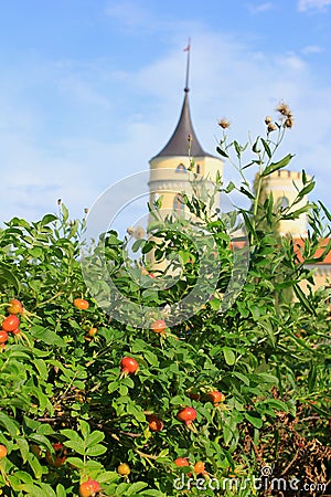 Shrub roses and old castle
