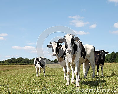 Shy Young Black White Dairy Cattle