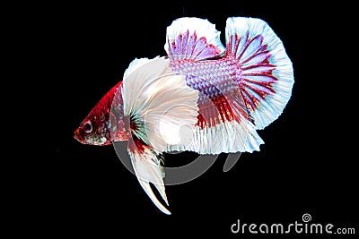 Siamese Fighting Fish