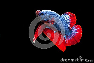 Siamese Fighting Fish