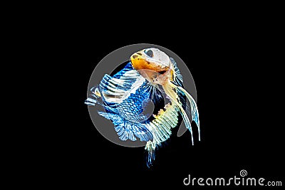 Siamese Fighting Fish