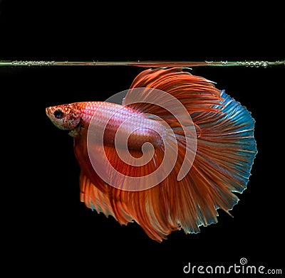 Siamese fighting fish