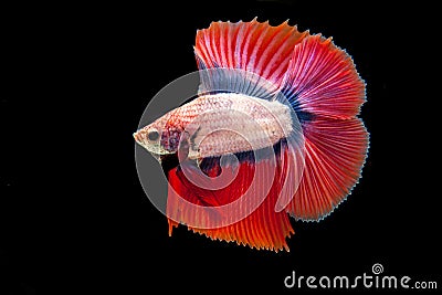 Siamese Fighting Fish