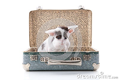 Siamese kitten in vintage suitcase