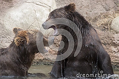 Siberian Brown Bears