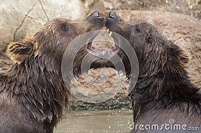 Siberian Brown Bears