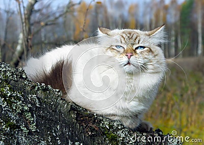 Siberian cat in a autumn forest