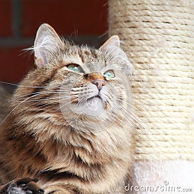 Siberian cat brown tricolor version