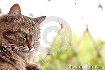 Siberian cat brown tricolor version