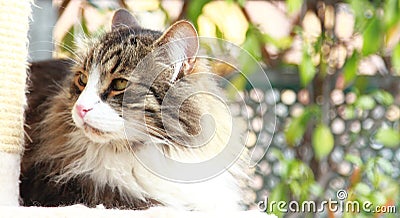 Siberian cat brown with white version