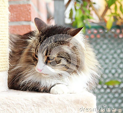Siberian cat brown with white version
