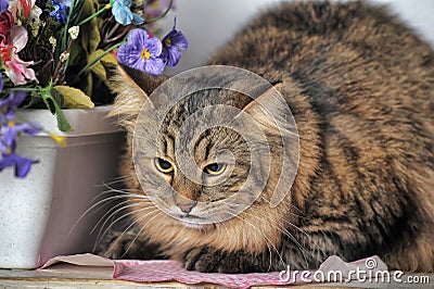 Siberian cat and flowers