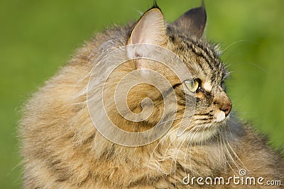 Siberian cat 2