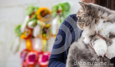 Siberian cat at the cat show