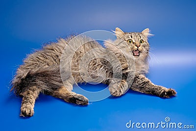 Siberian cat with let out claws