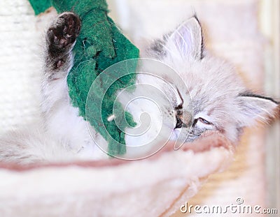 Siberian cat,puppy version neva masquerade