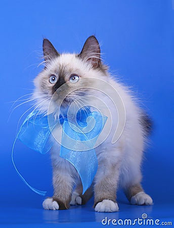 Siberian cats with blue ribbon.