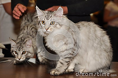 Siberian cats