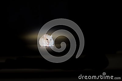 Winter white Siberian Hamster on Black