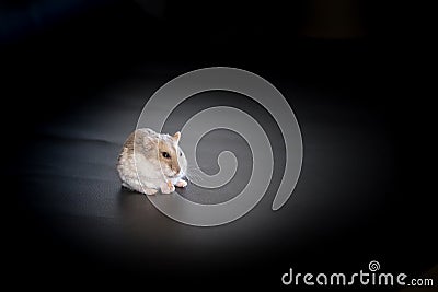 Siberian or Djungarian Hamster