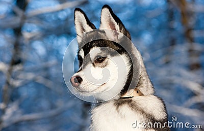 Siberian Husky Puppy in Snow