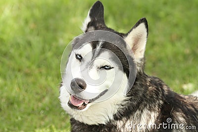 Siberian Husky with smirking face