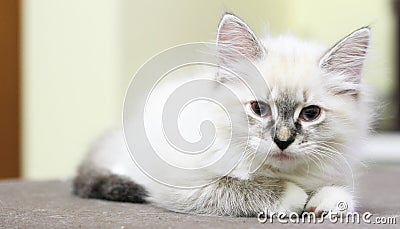 Siberian kitten, neva masquerade version, puppy