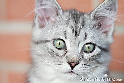 Siberian kitten, silver version, puppy