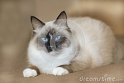 Siberian pedigree cat with blue eyes