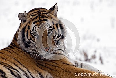 Siberian Tiger Close Up