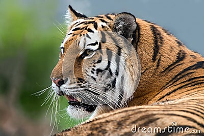 Siberian Tiger