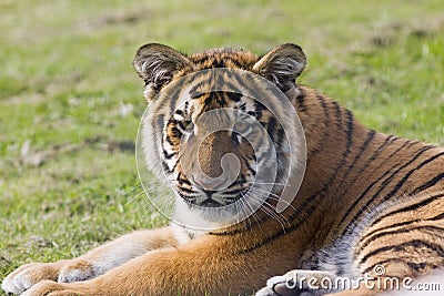 Siberian tiger cub