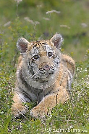 Siberian Tiger Cub