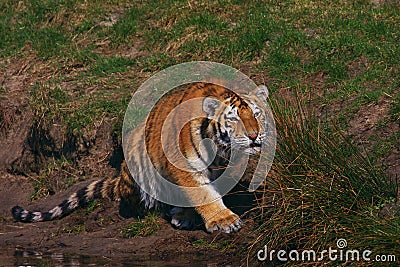 Siberian tiger hidden behind grass