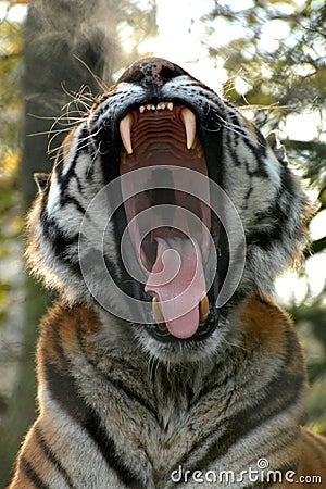 Siberian tiger roar