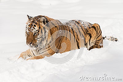 Siberian tiger in snow covered field