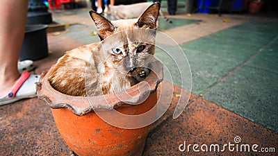 Sick cat in a flower pot