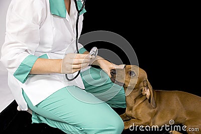 The sick dog and veterinary