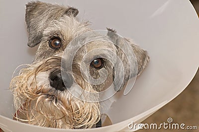 Sick schnauzer dog wearing elizabethan collar