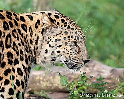 Side Head Shot of Amur Leopard