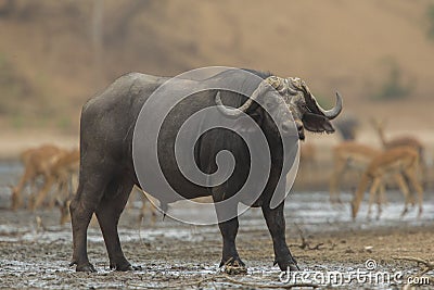 Side view of African Buffalo bull (Syncerus caffer)