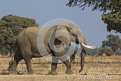 Side view of African Elephant bull walking