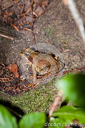 Side view of a Common frog, Rana temporaria