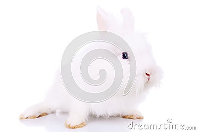 Side view of a cute little white bunny