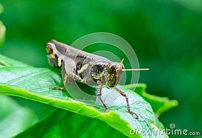 Side view of dark brown and yellow grasshopper standing on gree