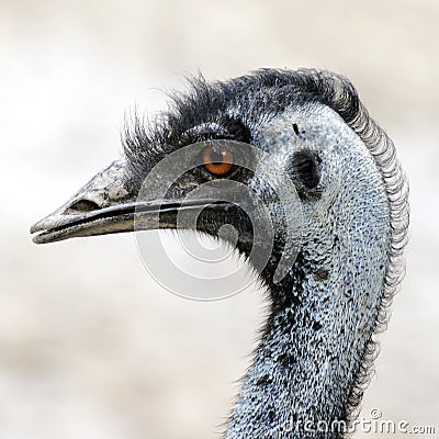 Side view of an ostrich head