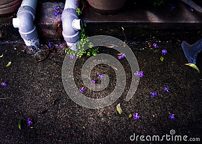 Sidewalk and fallen purple flower petals