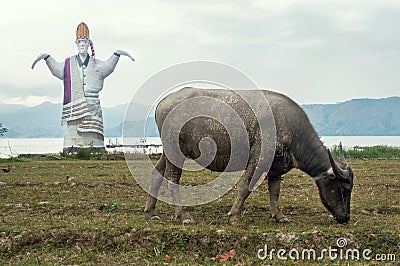 Sigale-gale and dirty buffalo in Lake Toba.