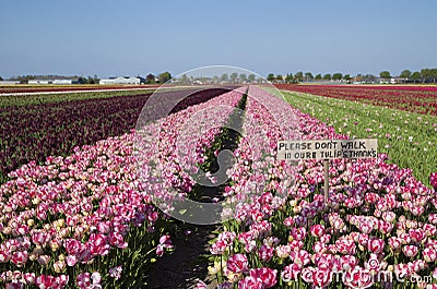 Sign: Please don t walk in our tulips on the field