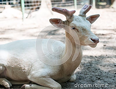 Sika Deer are found in the temperate and subtropical forests